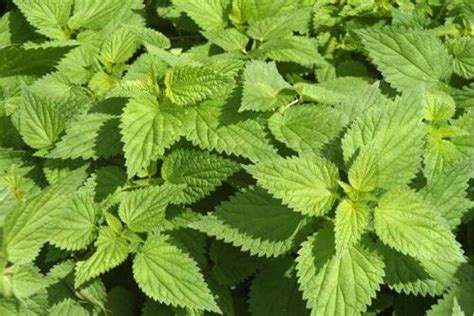 8 Health Benefits of Stinging Nettle (Alingatong).